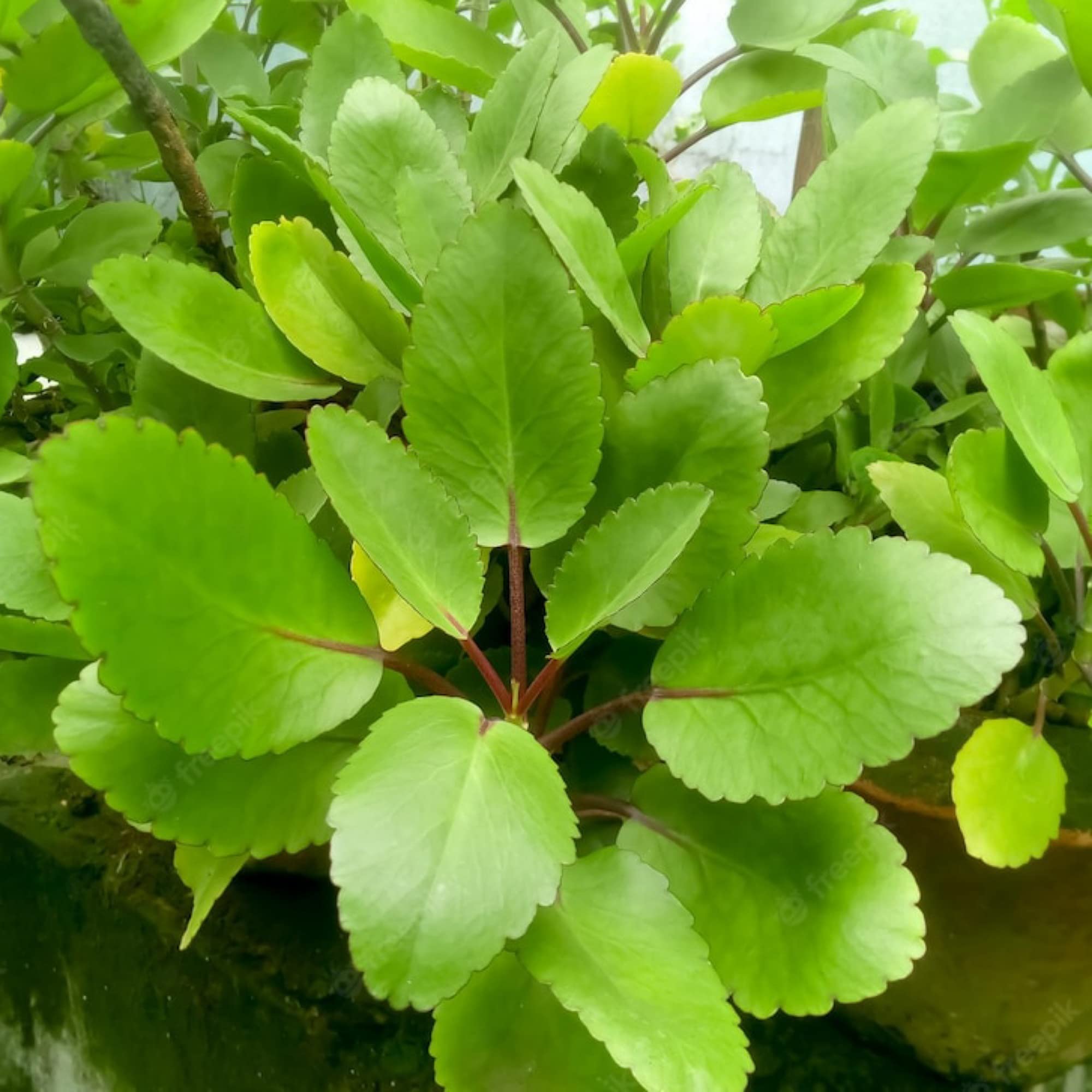 Therapeutic role of Bryophyllum pinnatum (Patharchur) in kidney stone management: a phytopharmacological and Ayurvedic urolithiasis perspective